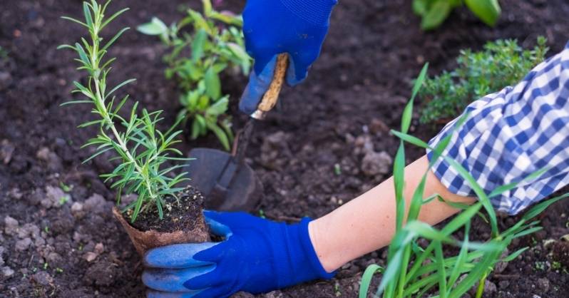 10 biljaka dugog dana koje ce vam uljepsati ljeto sa AgroPower Vrtni alati i strojevi