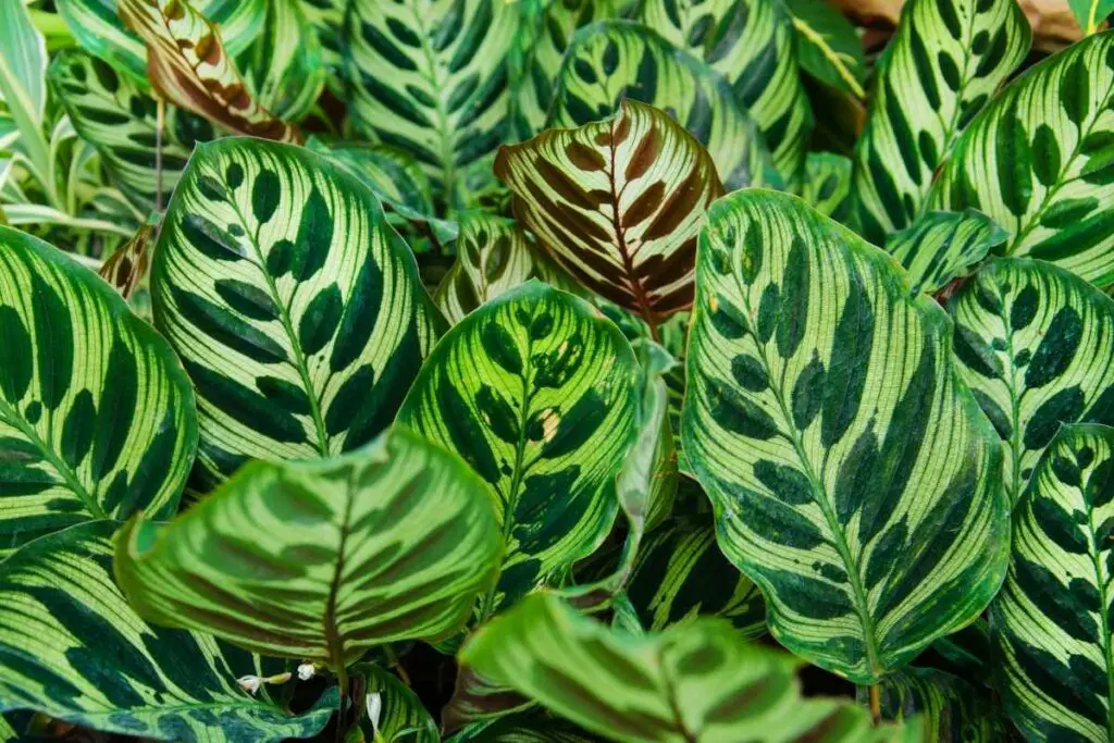11 nevjerojatnih biljaka koje izgledaju poput perja AgroPower Vrtni alati i strojevi