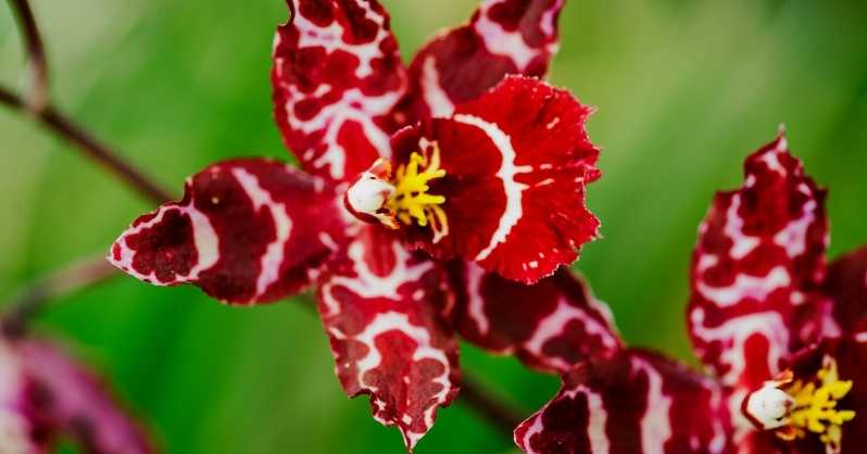 1681584758 389 Crvena orhideja Sve sto trebate znati o fascinantnom cvijetu AgroPower Vrtni alati i strojevi