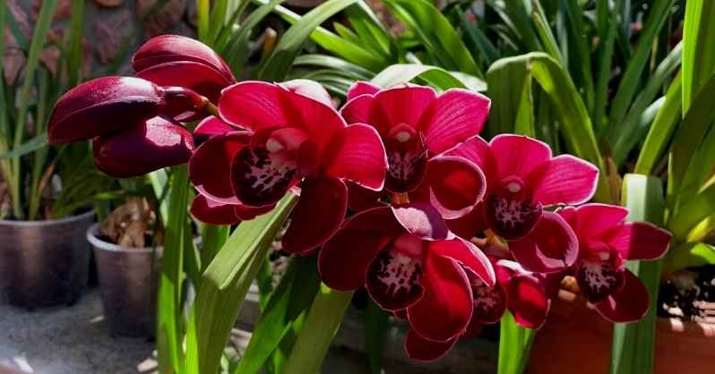 1681584758 611 Crvena orhideja Sve sto trebate znati o fascinantnom cvijetu AgroPower Vrtni alati i strojevi