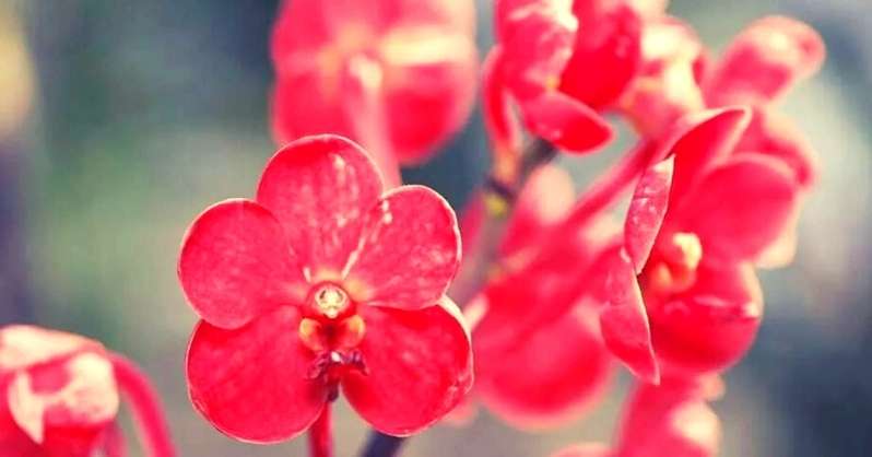 Značenje cvijeta crvene orhideje