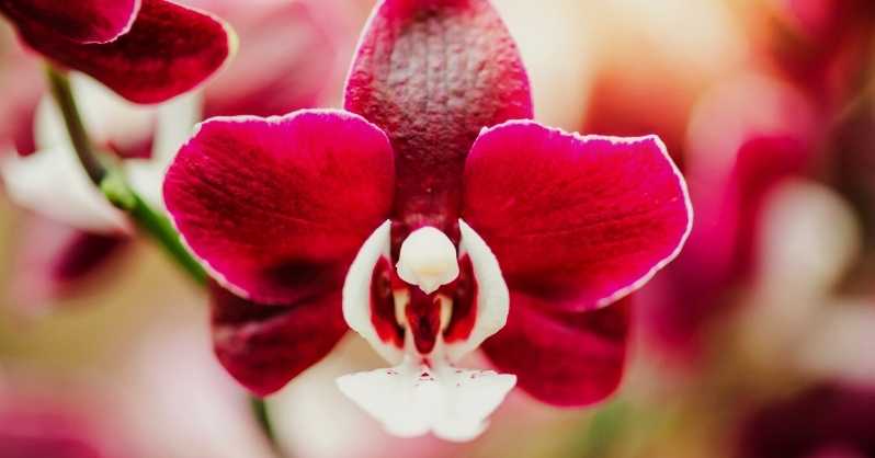 1681584758 904 Crvena orhideja Sve sto trebate znati o fascinantnom cvijetu AgroPower Vrtni alati i strojevi