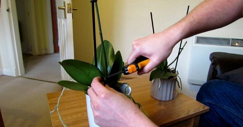 Kako možete uzgajati bijele orhideje