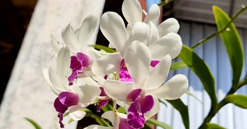 Značenje cvijeta bijele orhideje