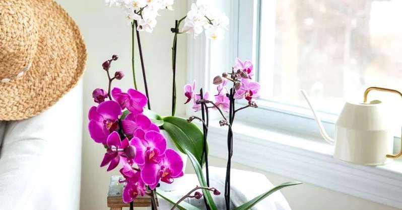 Kako se brinuti za cvijeće bijele orhideje