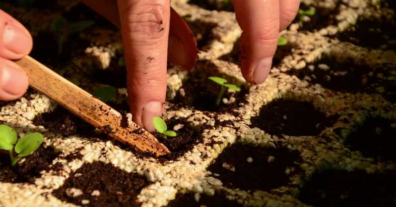 Kako uzgajati Piper Crocatum