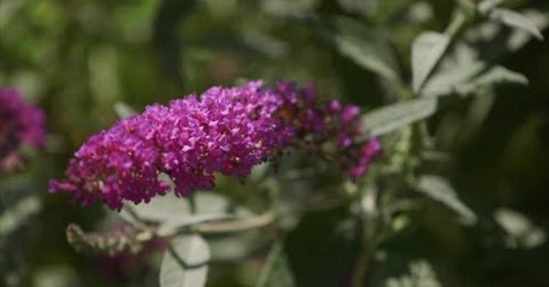 Butterfly Bush biljka