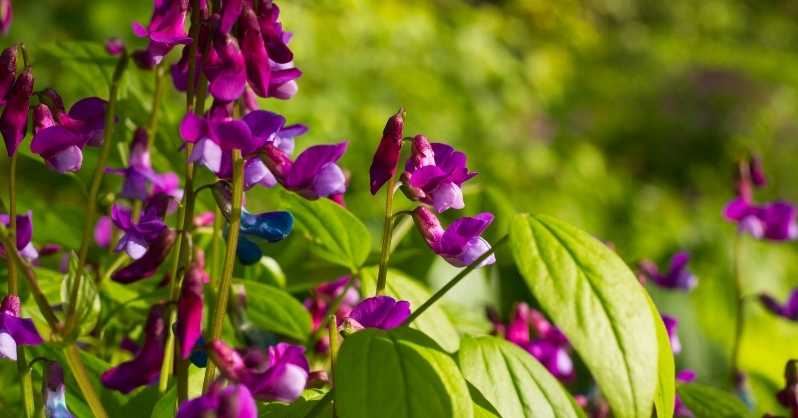 Baptisia cvijet