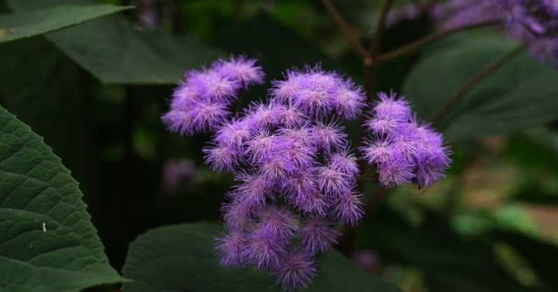 Floss Flower