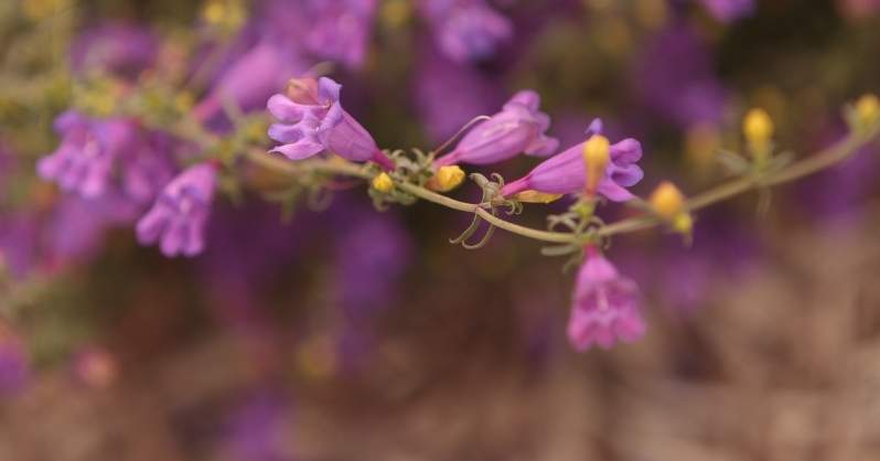 Penstemon cvijet