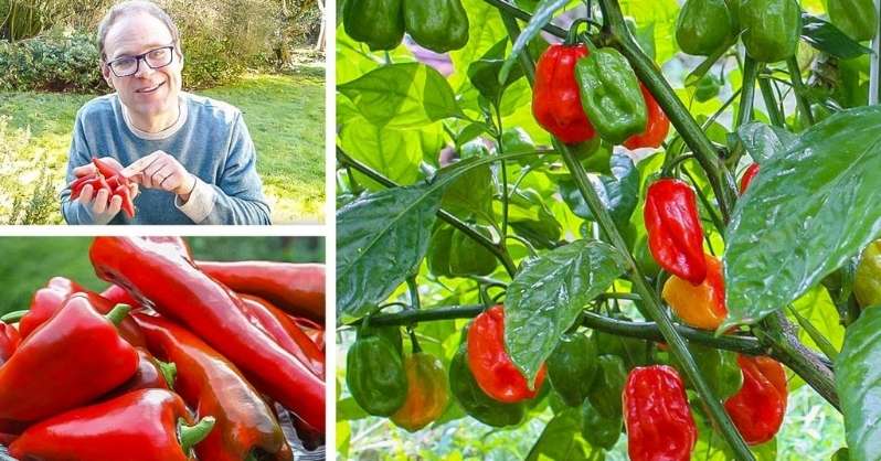 Kako uzgajati biljke paprike u toploj klimi