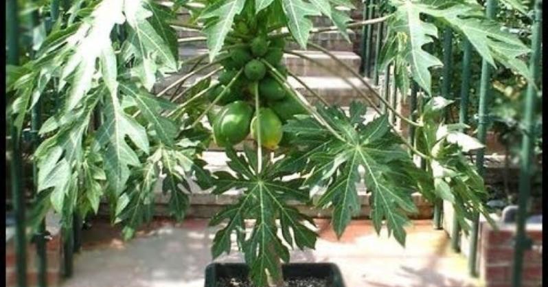 Biljka papaja 