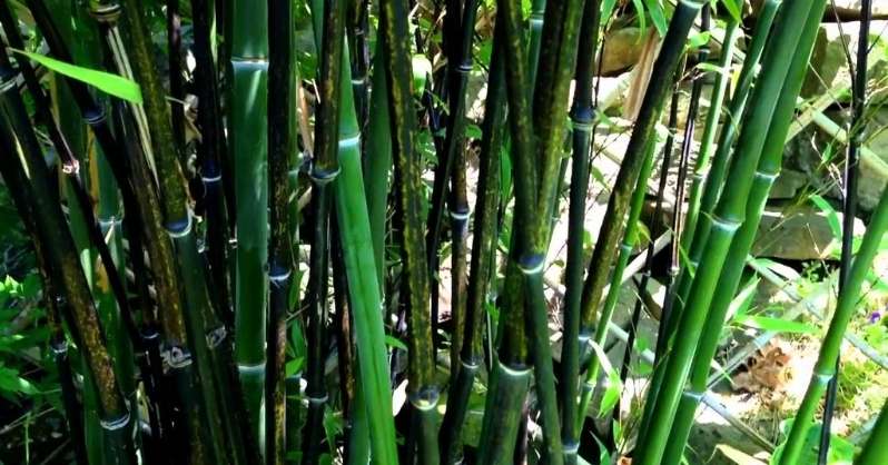 Biljke bambusa