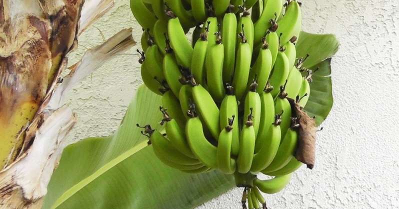 Biljke banane