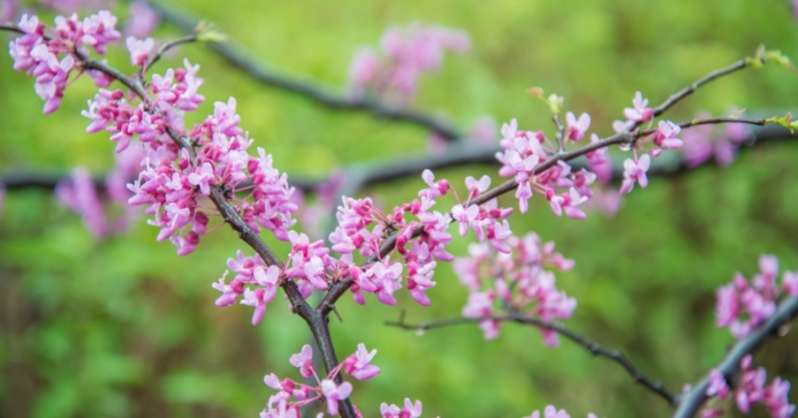 Redbud cijepljenje 