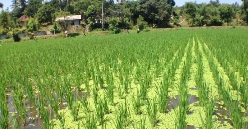 Biljke riže 
