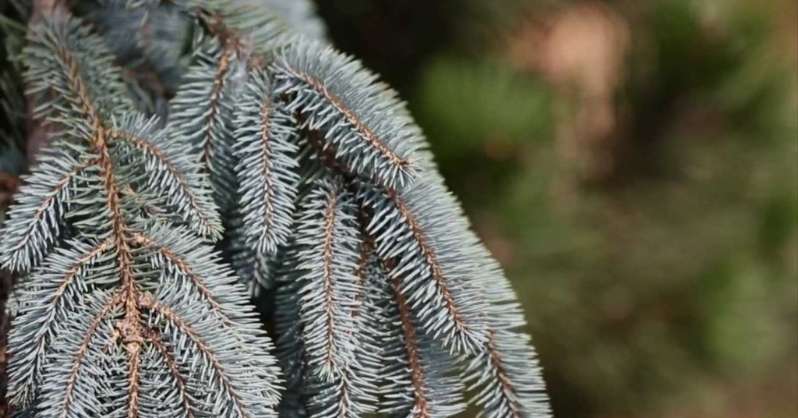 Biljka Pine Trees