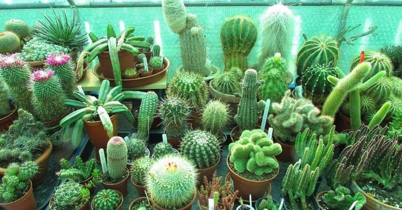 Biljke kaktusa