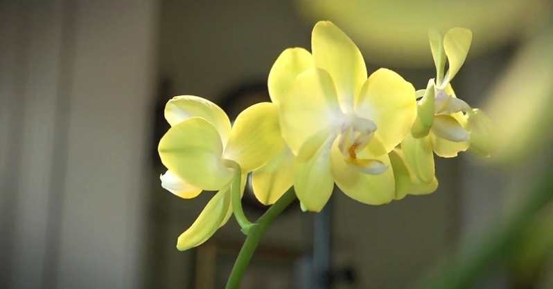 Biljka orhideja