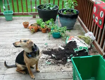 Pas uništava biljke