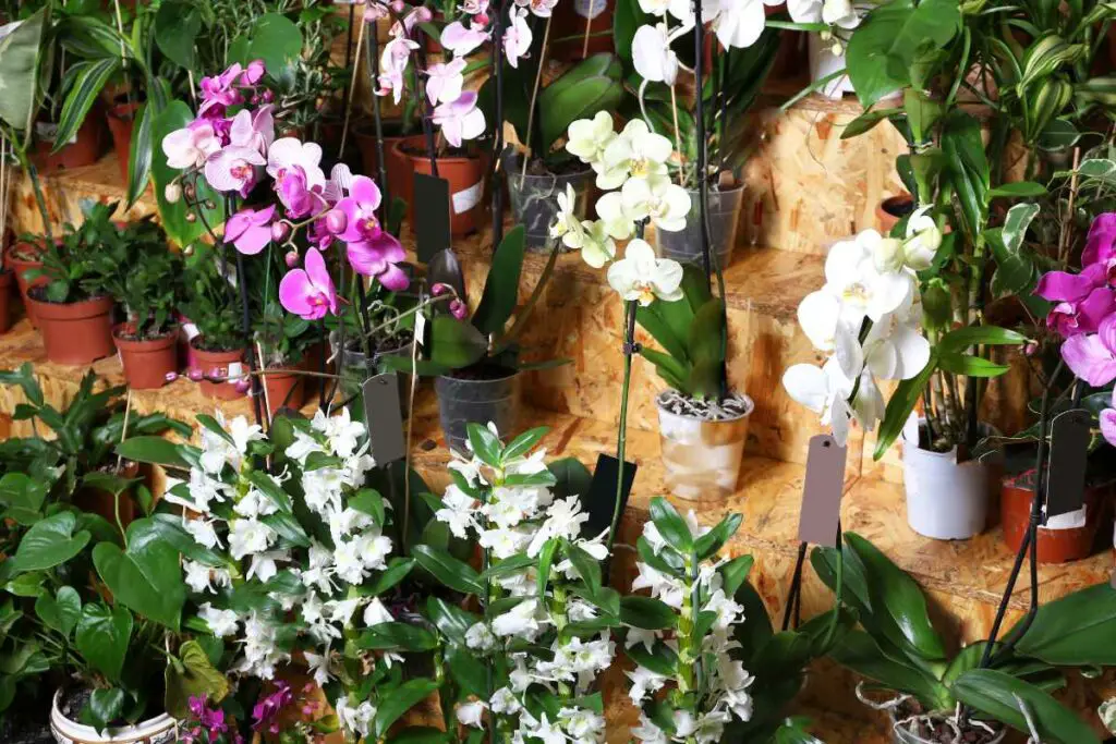 1681901432 808 Cinjenice o orhidejama otkrivanje misterija ovih izvrsnih cvjetova AgroPower Vrtni alati i strojevi