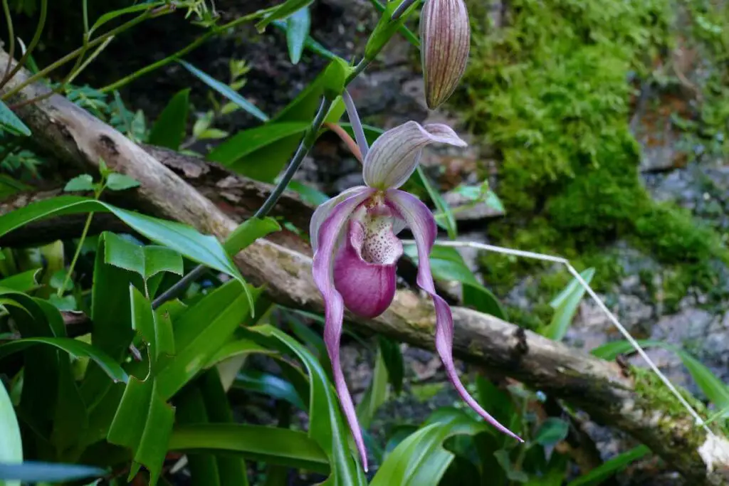divlje orhideje