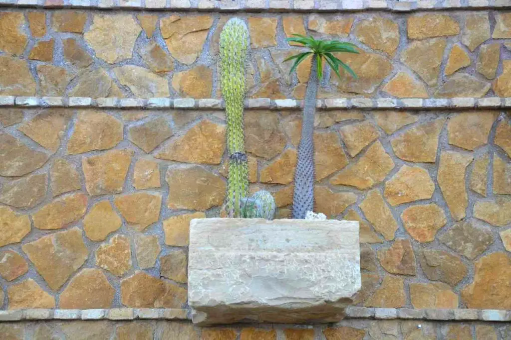 Madagaskarska palma sukulent