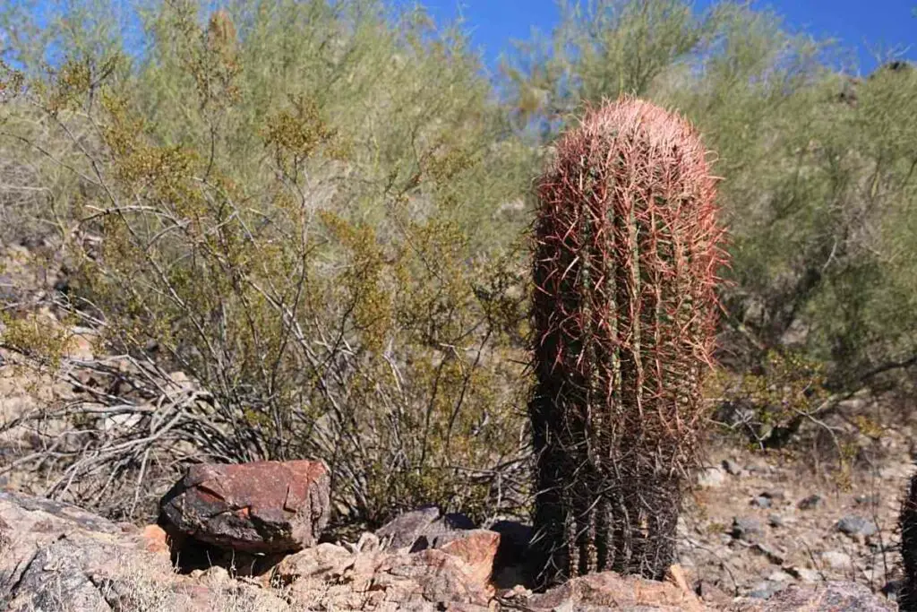 Visoki kaktus s bačvom za udicu