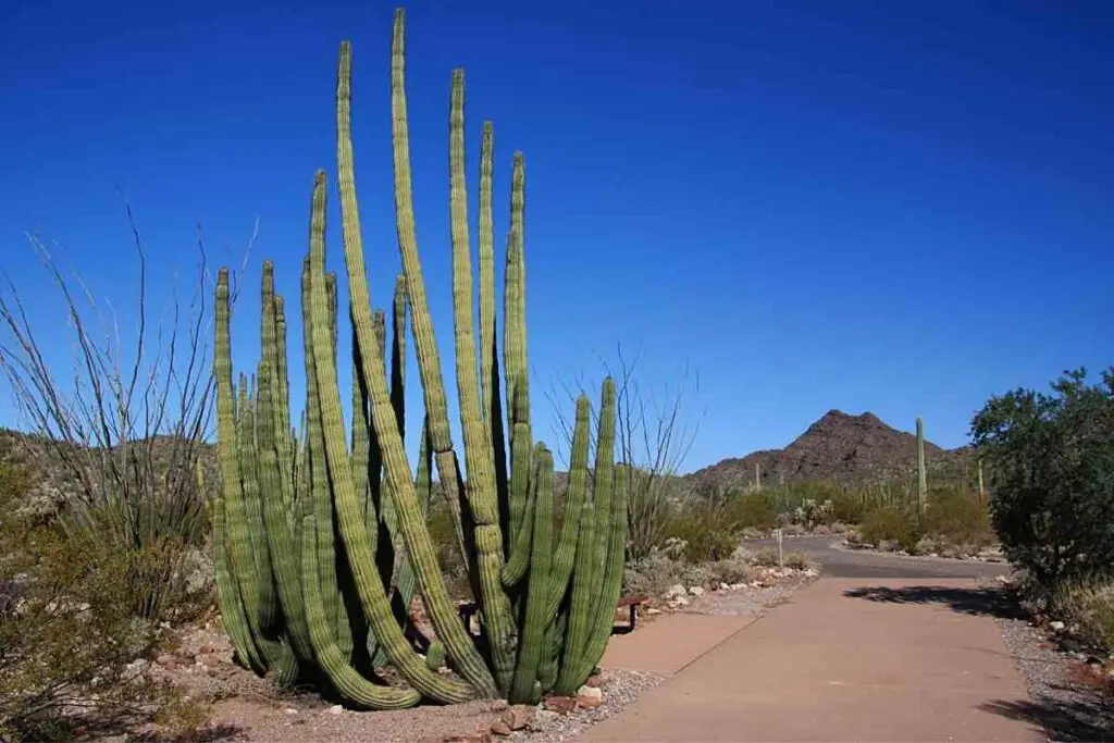 Organska cijev kaktus visoki sukulent