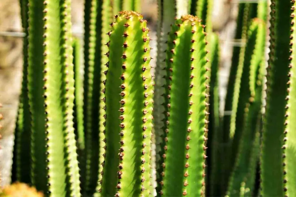 Živica kaktus visoki sukulent