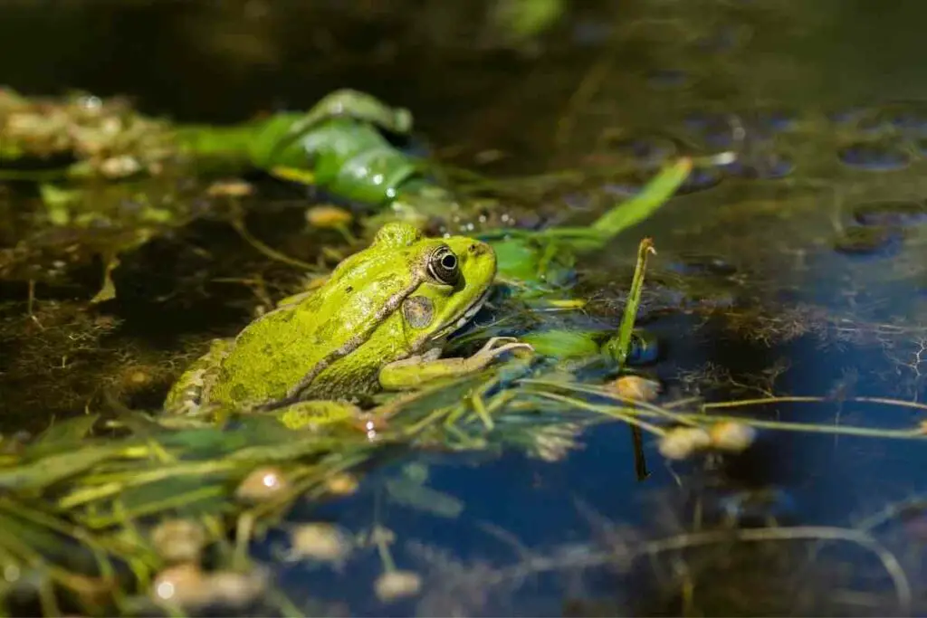 Kako svoj ribnjak učiniti pogodnim za žabe