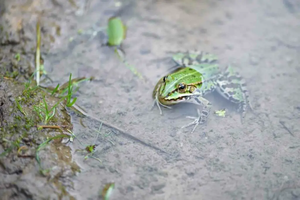 Odrasla barska žaba