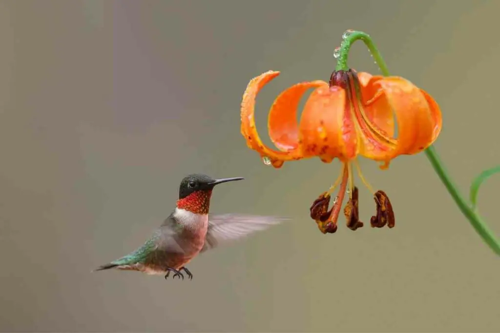 Michiganski ljiljan kolibrić