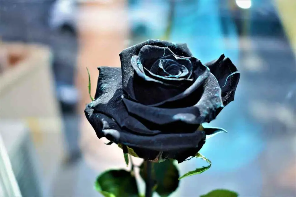 Crna ruža negativno značenje