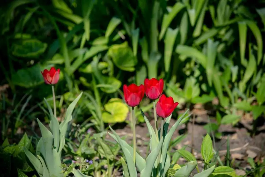 Savjeti za cvjetanje crvenih tulipana