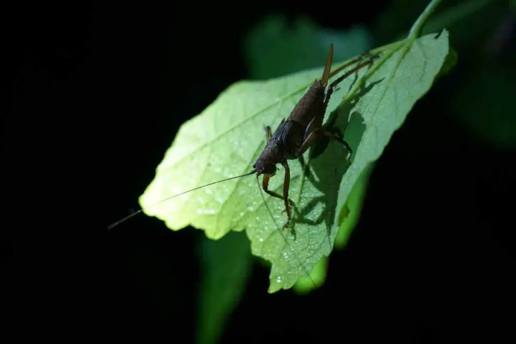 Cvrčci stvaraju buku noću rješenja