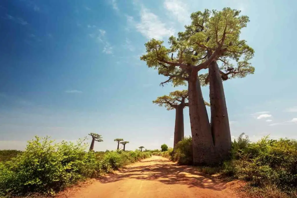Ogromno drvo Madagaskara