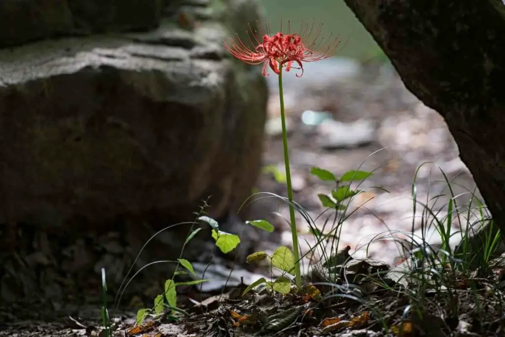 Cvijet Lycoris Radiata