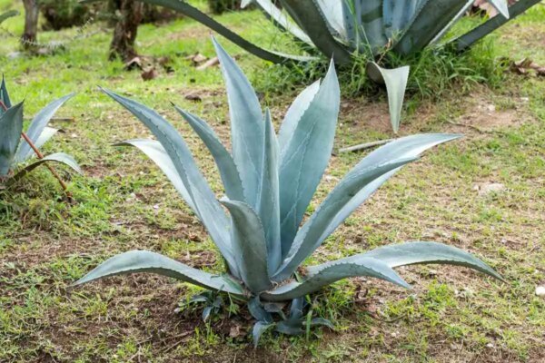 1681906063 Potpuni vodic za uzgoj biljke plave agave AgroPower Vrtni alati i strojevi