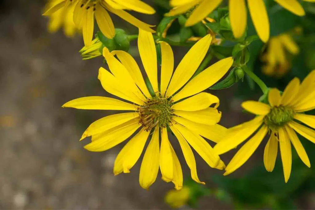 Čaša biljka žutih cvjetova