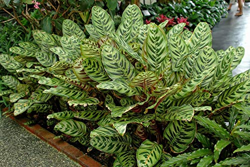 Biljka paun - živa biljka u loncu od 4 inča - Calathea Makoyana - prekrasna sobna biljka koja pročišćava zrak i laka za uzgoj