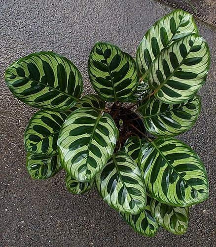 Biljka paun - živa biljka u loncu od 4 inča - Calathea Makoyana - prekrasna sobna biljka koja pročišćava zrak i laka za uzgoj