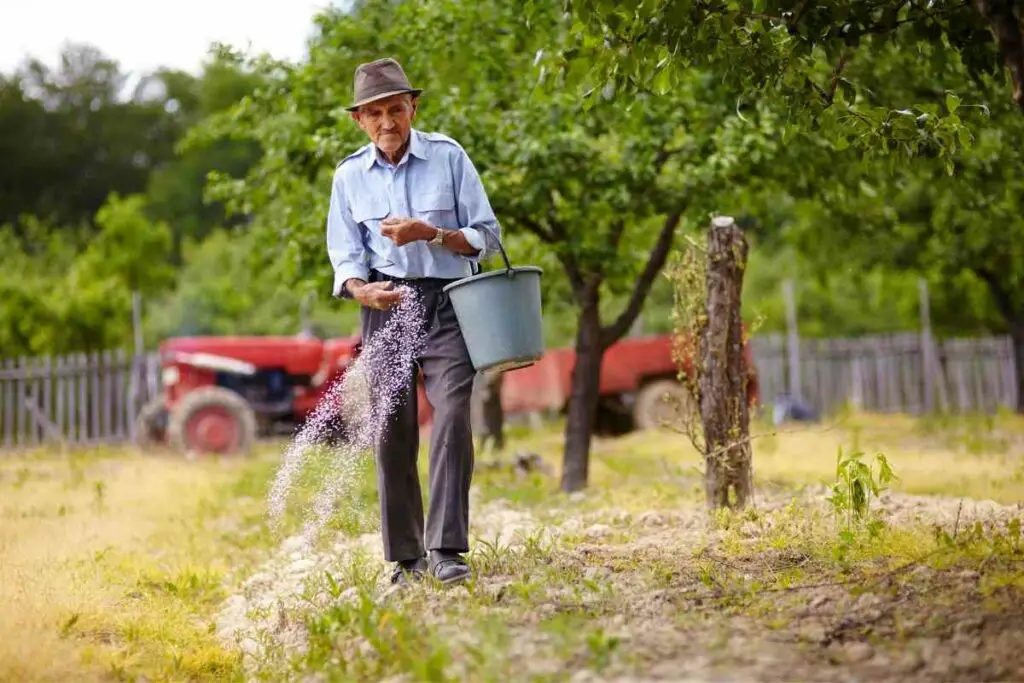 1681912550 502 Pomaze li gnojivo rastu trave AgroPower Vrtni alati i strojevi