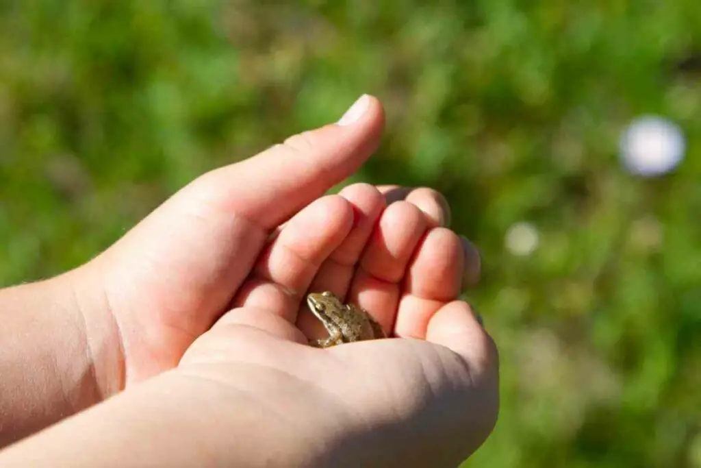 Slatka beba žaba u rukama