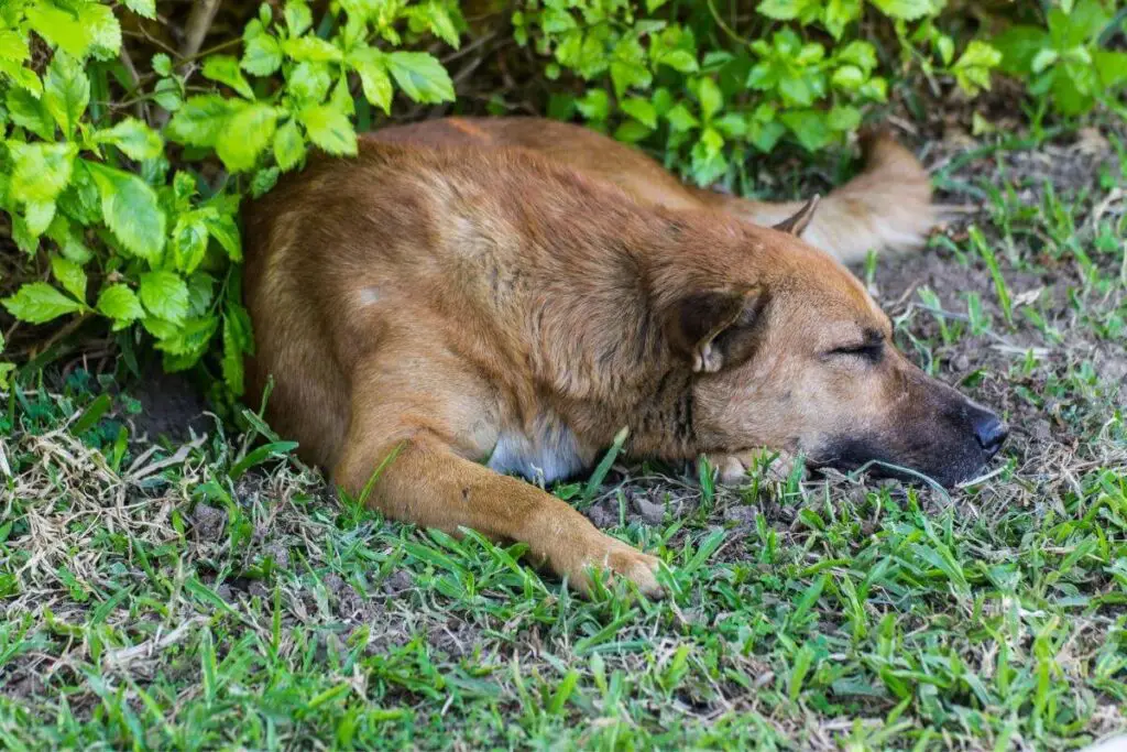 Pas možda mokri na vašem travnjaku