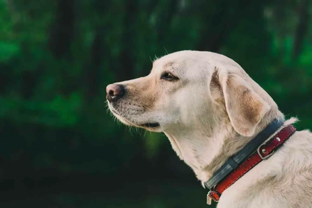 Klasična ogrlica za pse labrador