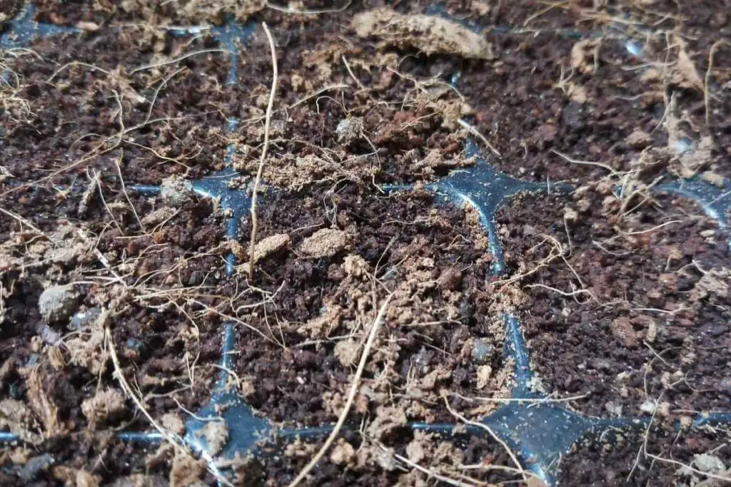 Razlozi zašto ne trebate ispiranje kada uzgajate u organskom tlu