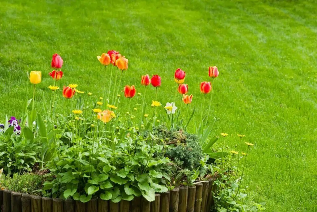 Sadnja tulipana u dvorištu