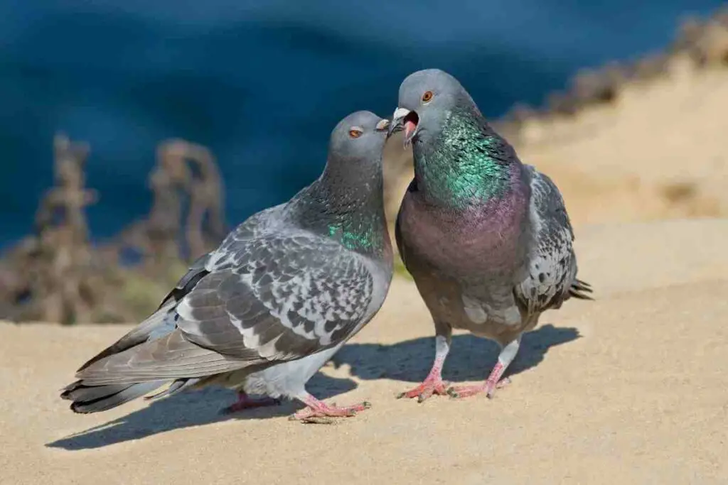 golubovi se ljube