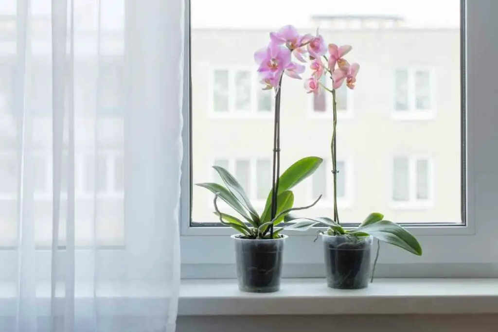 Ružičaste orhideje na prozoru